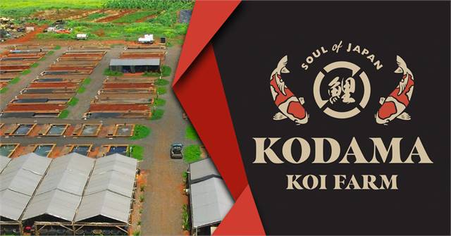 Kodama Koi Farm -Koi Sale Premier Destination